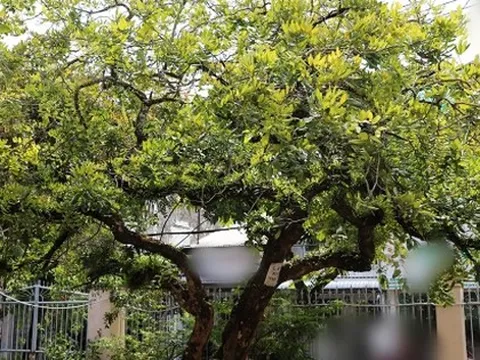 Loại cây hàng đầu được NASA đánh giá cực cao, nhà nào cũng nên có