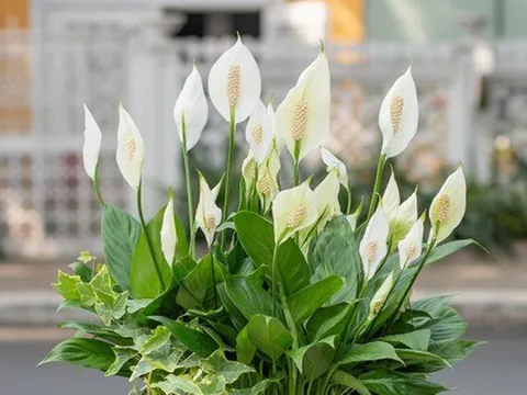 3 loại cây cát lành dễ trồng, đặt góc nào cũng tốt cho sức khỏe