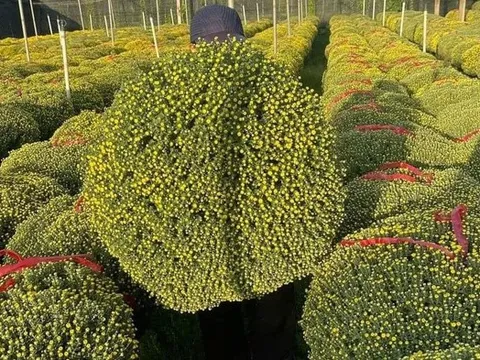 Cúc mâm xôi “đổ bộ” thị trường, xuống phố chào Tết sớm hơn mọi năm
