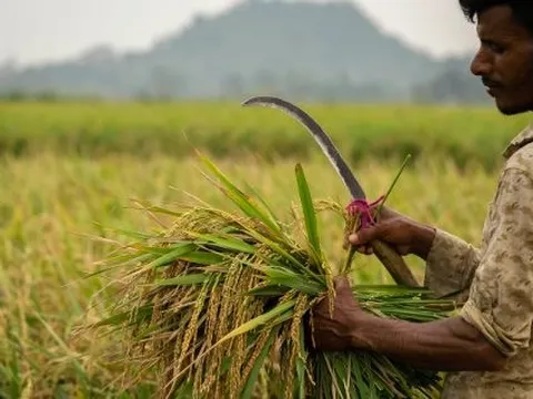 Không phải Việt Nam hay Thái Lan, quốc gia nào đang tiêu thụ gạo nhiều nhất thế giới?