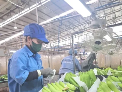 Dự báo mặt hàng rau quả mới sẽ gia nhập 'câu lạc bộ' tỷ USD