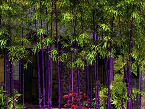 4 cây cảnh "đổi vận" cho chủ, nhà giàu nào cũng chuộng: Càng trồng càng lắm lộc, nhiều vận may