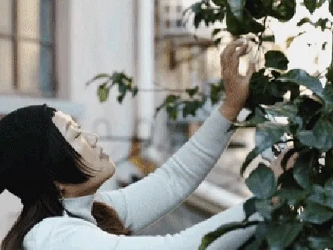 Thuê nhà nhỏ vẫn sống như biệt thự: Mẹ đơn thân biến ban công - sân hẹp thành khu vườn xanh mướt