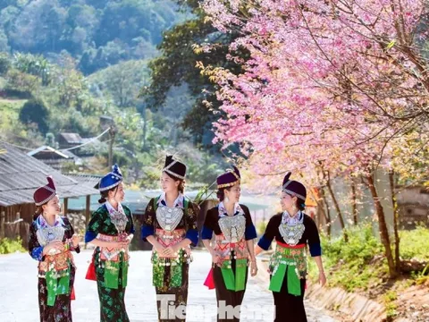 Đẹp nao lòng những bông hoa anh đào ở miền biên viễn xứ Nghệ