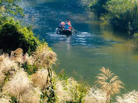 Tràng An say đắm lòng người mùa lau sậy trổ bông
