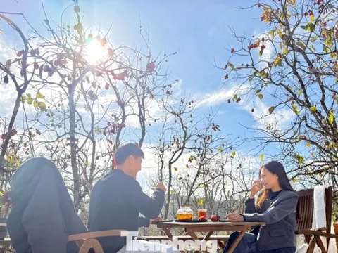 Du khách nô nức check-in giữa vườn hồng chất chill Đà Lạt