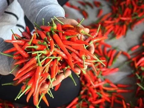 Xuất khẩu ớt lập kỷ lục, đem về 102 triệu USD