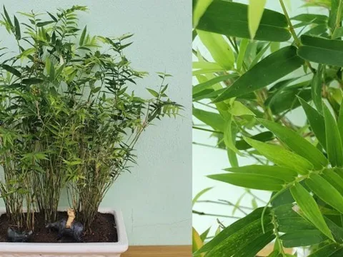 2 loại cây nên trồng trước cửa nhà vào năm mới: "Hút" tài lộc, làm thuốc cho cả gia đình