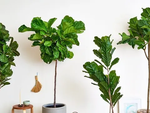3 loại cây được cho là lọc không khí nhưng không nên trồng trong nhà