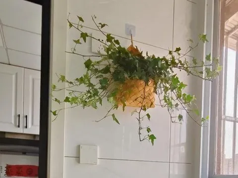 Nhiều người trồng hoa mà phạm đại kỵ: Có loại càng đẹp càng hút âm khí, mang vào nhà là vận suy ngay lập tức