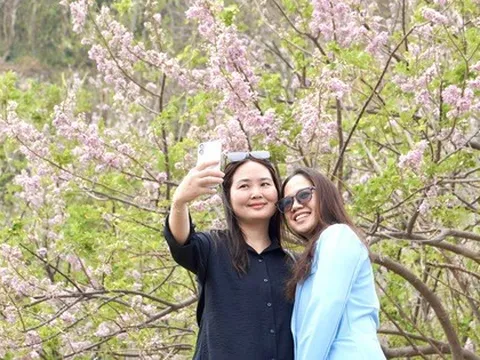 Hoa đỗ mai nở rộ hút hồn du khách đến với Vũng Tàu