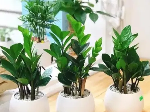 3 loại cây đặt tại phòng khách giúp năm mới Bính Ngọ may mắn, tiền – tài đều có