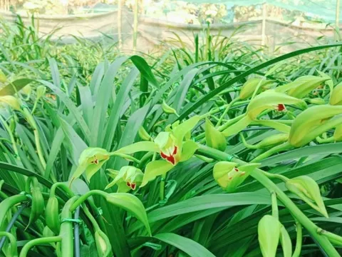 Nông dân vùng cao đưa địa lan Tết xuống núi tránh rét tái tê