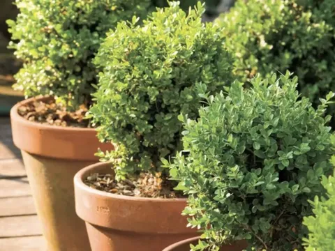 5 loại cây có mùi khó chịu nên tránh trồng trong vườn dù đẹp đến mấy