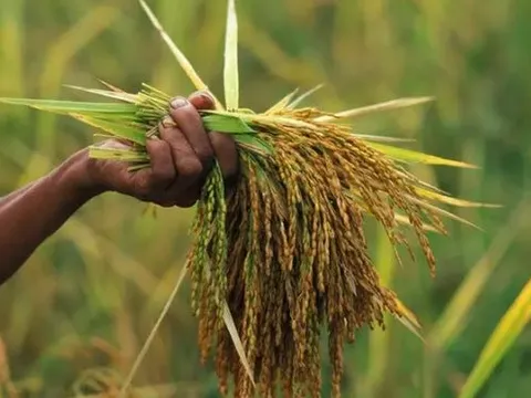 Gạo Việt Nam vừa làm một điều chưa từng có trên thế giới