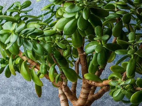 5 loại cây chiêu tài được người giàu đặc biệt thích, 10 nhà thì 9 nhà đều trồng, mang lại sự thịnh vượng cho cả gia đình