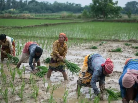 Khách hàng lớn nhất của gạo Việt sắp nhập khẩu trở lại