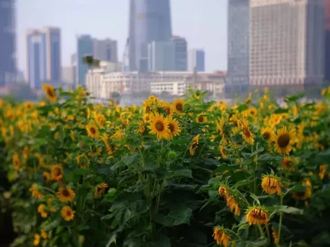 Những điểm check-in "ngàn hoa" hút khách ở TP Hồ Chí Minh