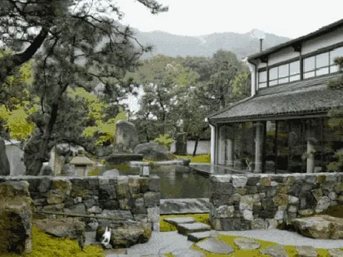 300m² đất thuê, 30 năm chỉ trồng 2 loại cây: Một bài toán “giữ tiền” ngược đời của đôi vợ chồng trung niên