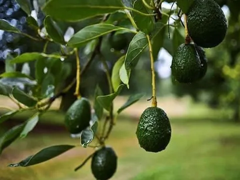 Loại quả “tốt nhất thế giới”, ở Việt Nam trồng bạt ngàn mà giá cực rẻ