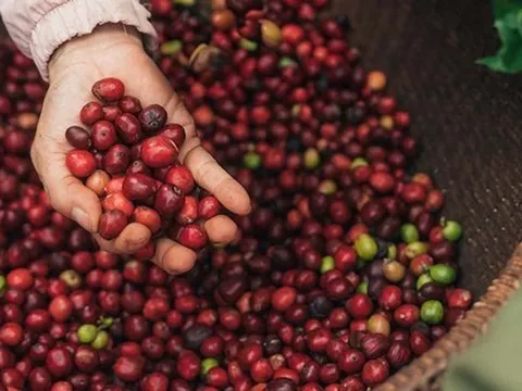 Nestlé công bố báo cáo tiến độ Chương trình NESCAFÉ Plan 2030